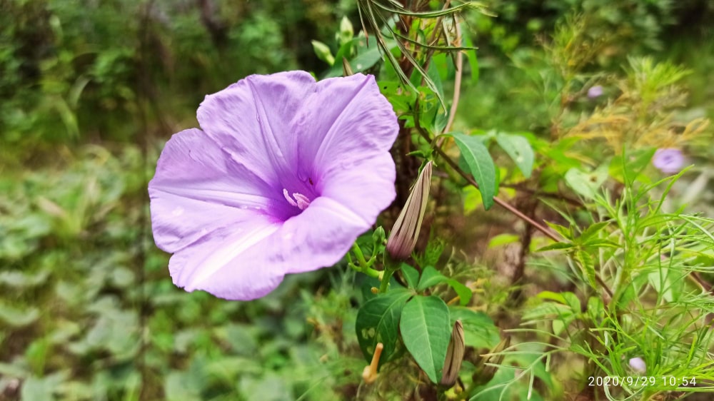 se debarasser liseron