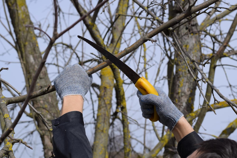 élagage arbre en suisse romande