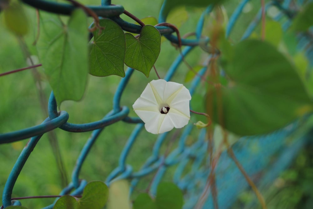se débarasser du liseron en suisse
