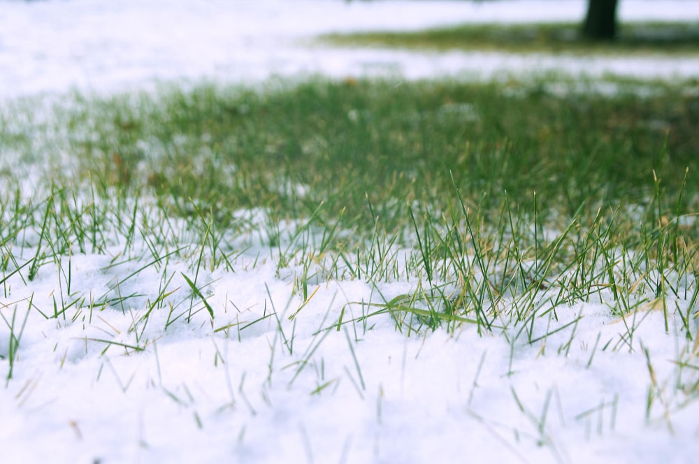 pelouse enneignée