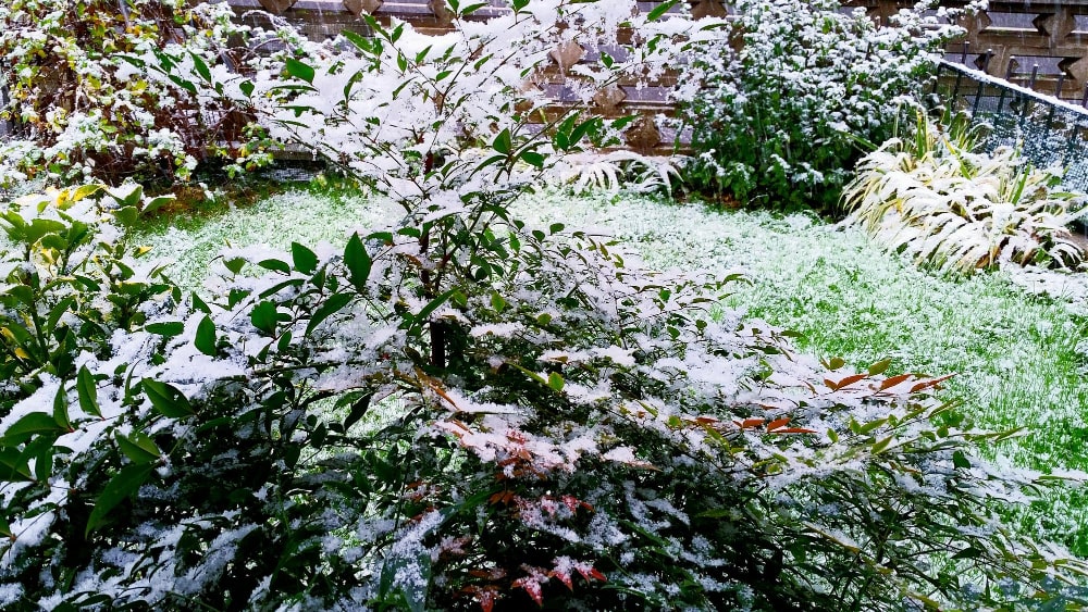 buisson avec de la neige dessus