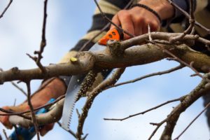 période de l'année pour tailler un arbre en suisse romande