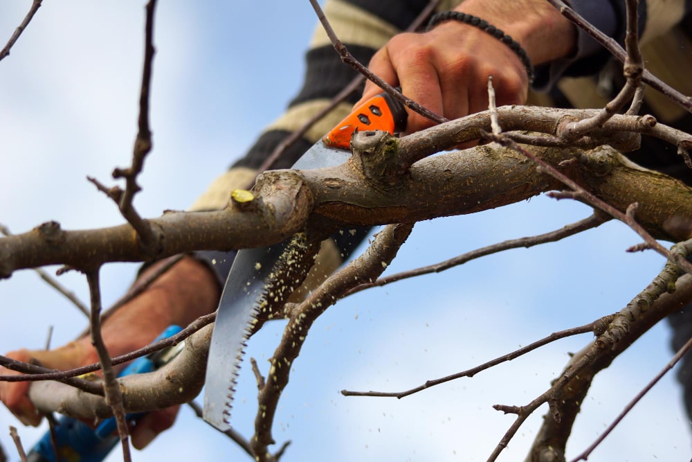 période de l'année pour tailler un arbre en suisse romande